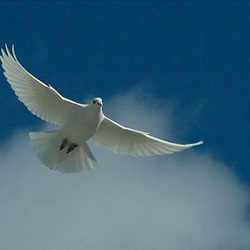 Περιστέρια Ρατσιστές