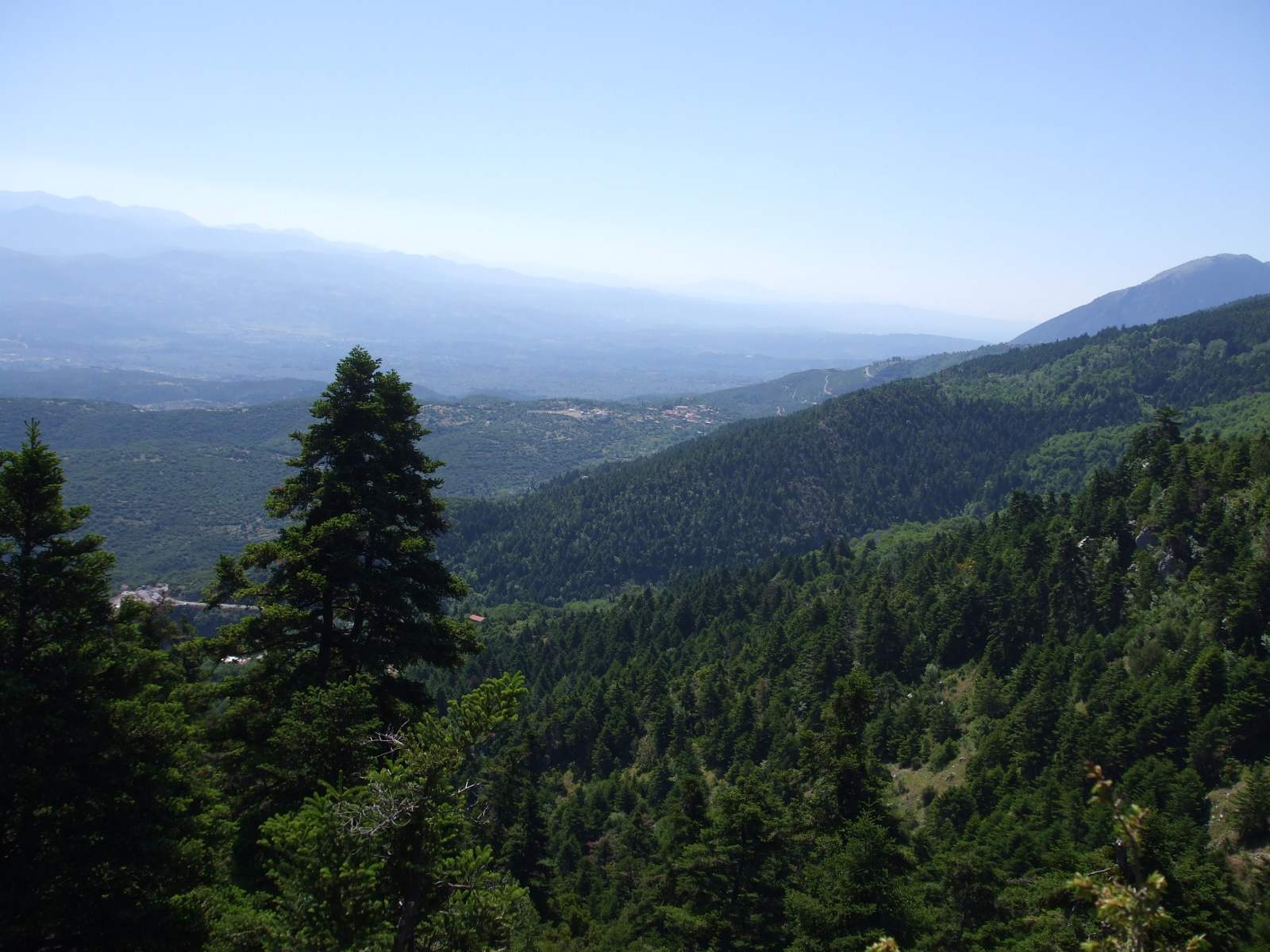 Κορομ(π)ηλιά - Δάσος από έλατα, στο βάθος διακρίνετε η Αγόριανη Κορομ(π)ηλιά - Δάσος από έλατα, στο βάθος διακρίνετε η Αγόριανη