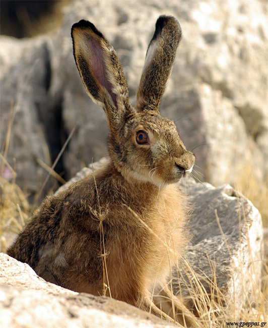 Ο λαγός Ο λαγός