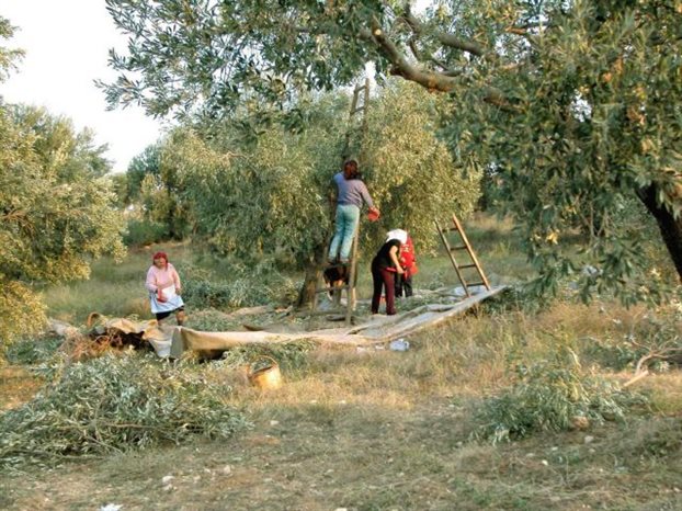 Το μάζεμα της Ελιάς Το μάζεμα της Ελιάς